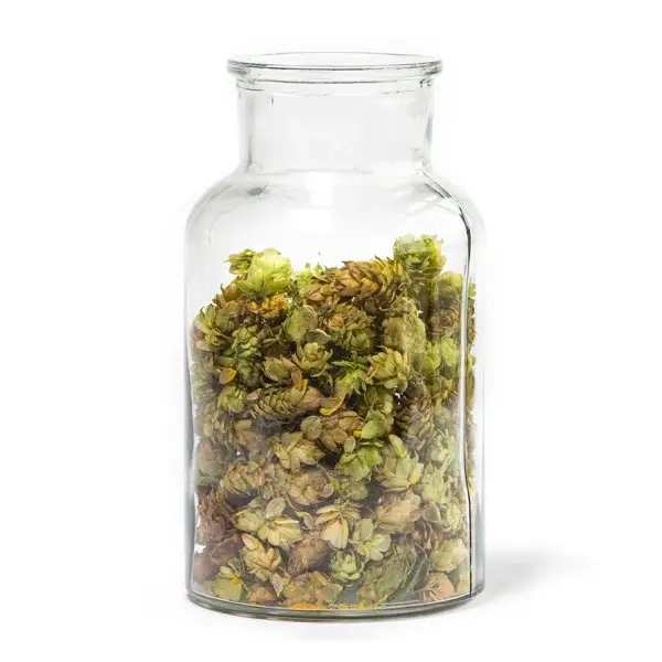 Ein transparentes Glas ist gefüllt mit getrockneten grünen Hopfenzapfen.