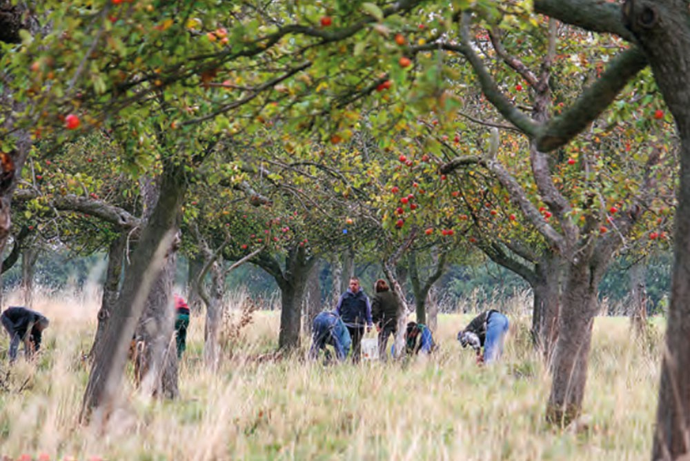 Mehrere Personen pflücken Äpfel in einer Obstwiese im Herbst.