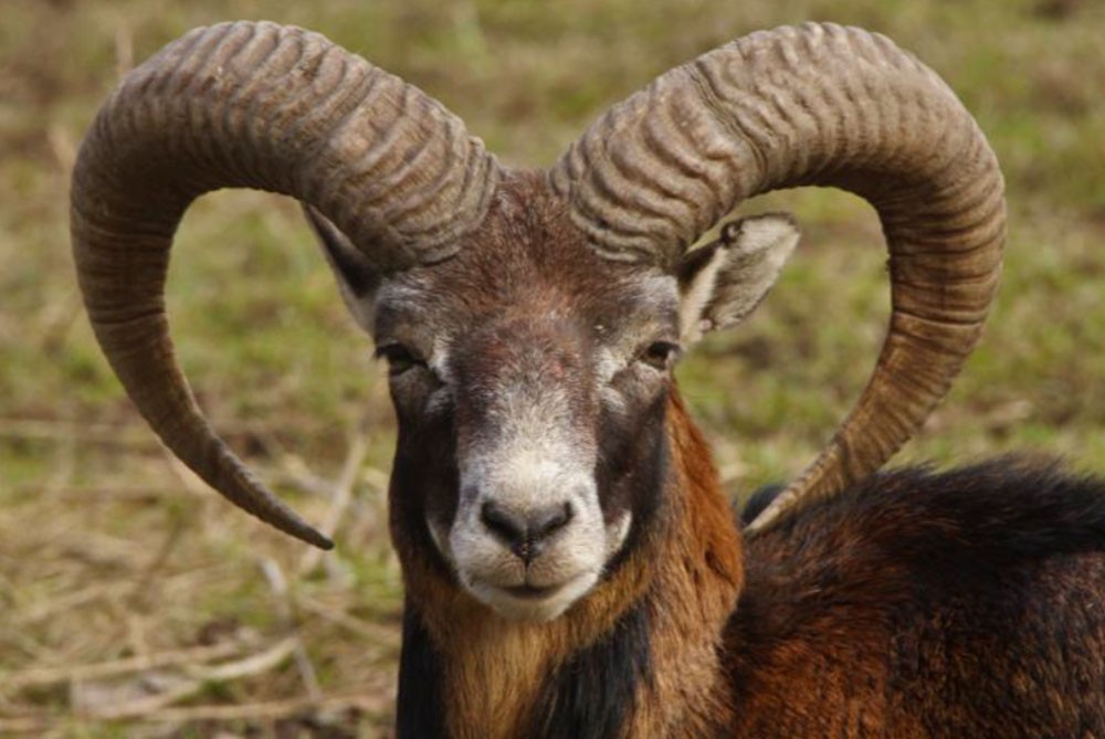 Ein Mufflon steht im Gras und blickt in die Kamera, mit großen gewundenen Hörnern.
